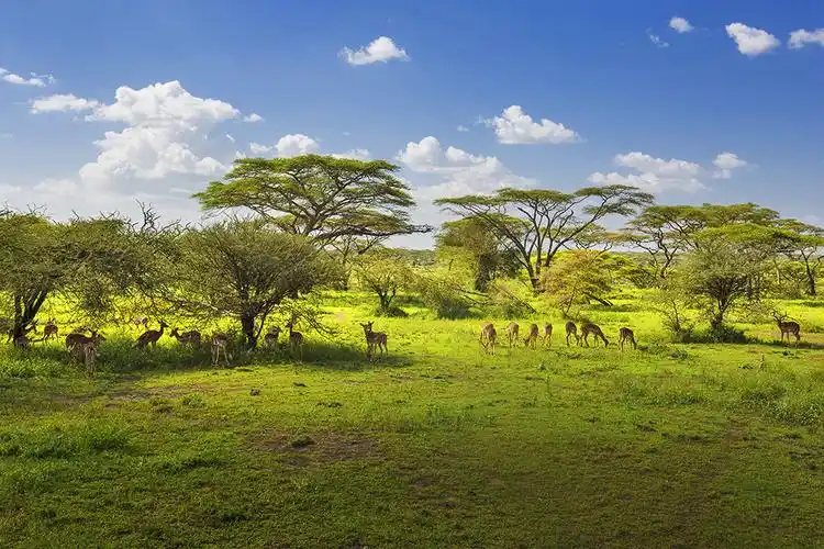 标题:美丽的东非大草原之三———稀"树"草原