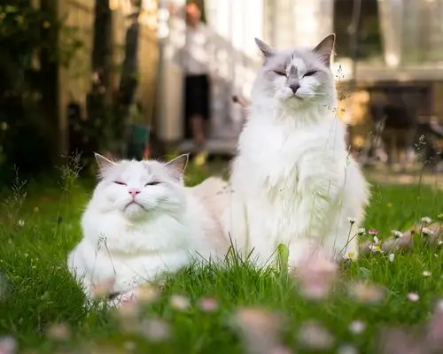 在草丛的两只白色猫 iphone 桌布