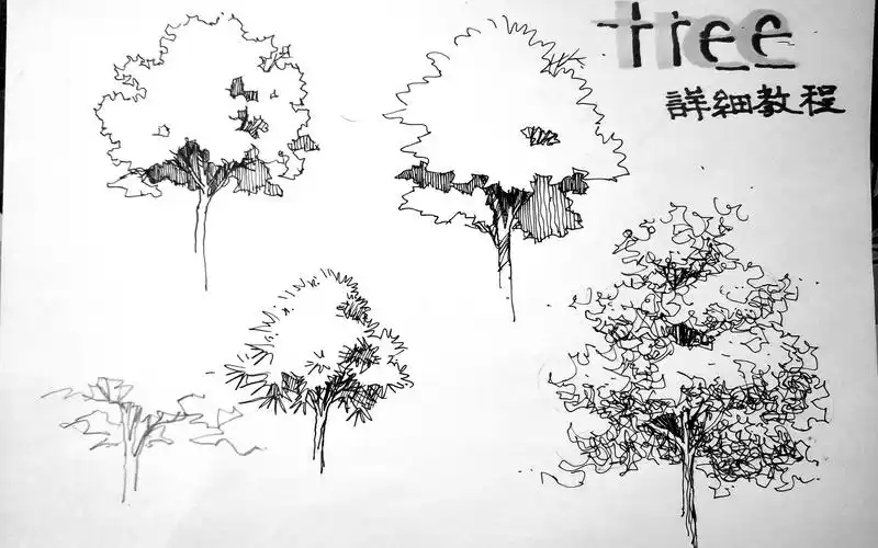 景观手绘基础课02——树木详细教程