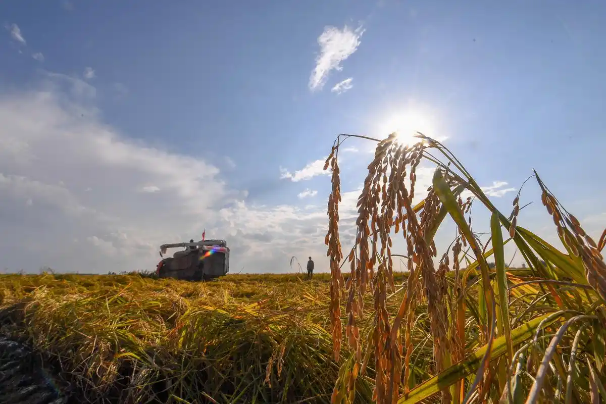 秋收图景喜落人间,日照大地金了稻田