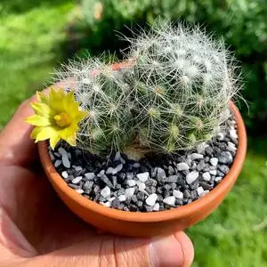 芳香丸开花香味软刺不扎手仙人球