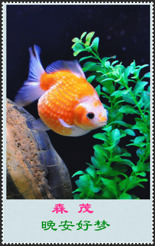 600_950竖版 竖屏gif 动态图 动图