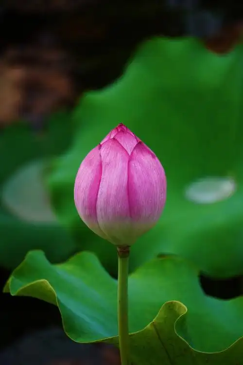 拍摄于圆明园含苞待放的花朵