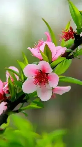 2018桃花赞,人间最美的桃花,结出的桃子最好吃!