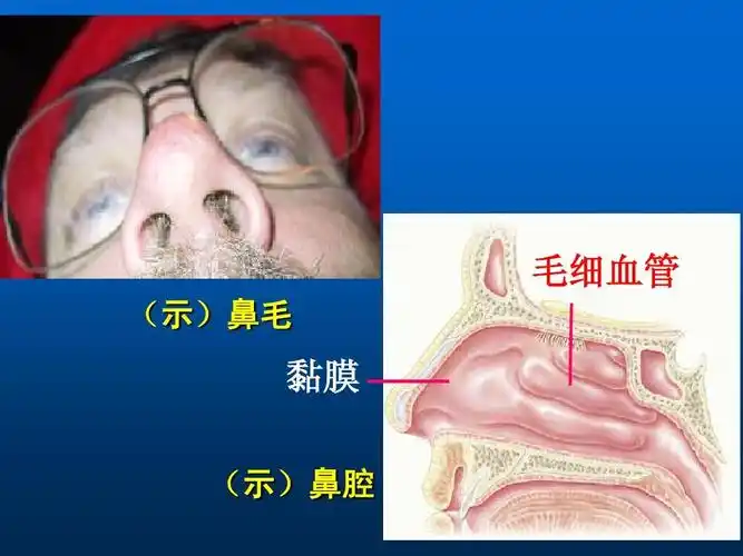 毛细血管 (示)鼻毛 黏膜 —— (示)鼻腔