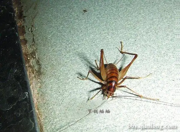 这是什么虫?不要说是蟋蟀!_百度知道