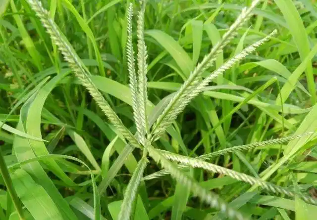 此草煎水,常服大量服,自古相传有防疫,抗瘟病时毒奇效.
