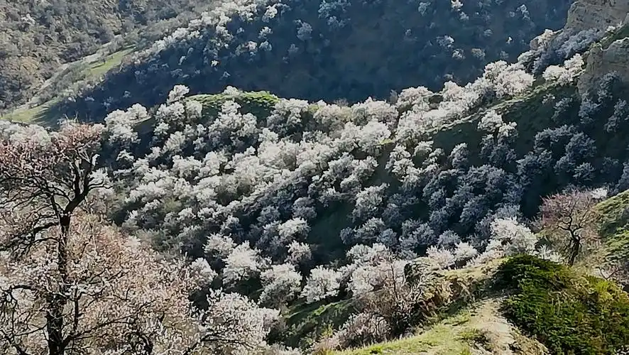伊犁霍城县大西沟福寿山杏花沟一年又一春,杏花开的格外艳.