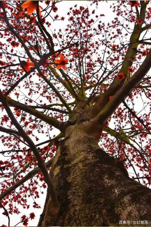 早春月份,正是木棉花开的日子,广东有句俗话,木棉花开,冬天不再来