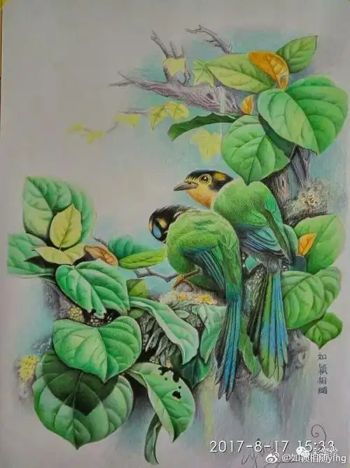 纸上彩铅《花鸟》作者:@如颖相随ying