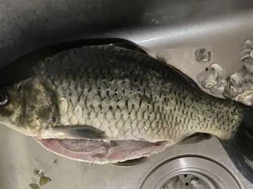 暑假里老师布置了一项杀鱼的任务!