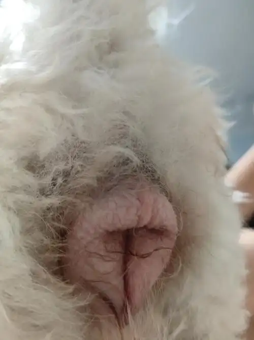 尾巴下面的部位,有血赞还没人转发这篇讨论