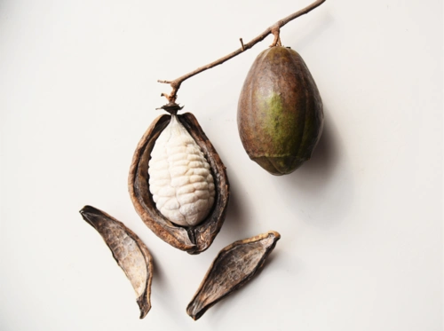 植物羊绒莞企用木棉织成衣服还夺5项专利