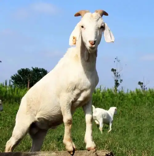 大家好,我们是上海代表崇明白山羊白山羊好动,运动量大,口感仍是细密