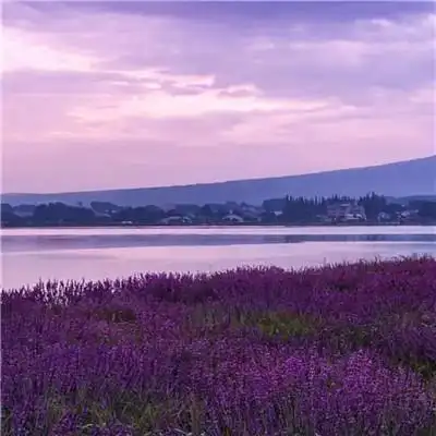 紫色系浪漫背景图片头像