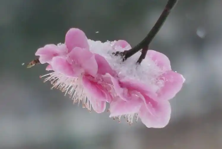 梅花独雪傲,暗自韵香飘.