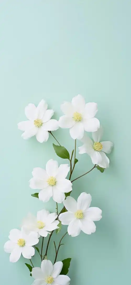 小清新壁纸慢也好步子小也好往前走就好