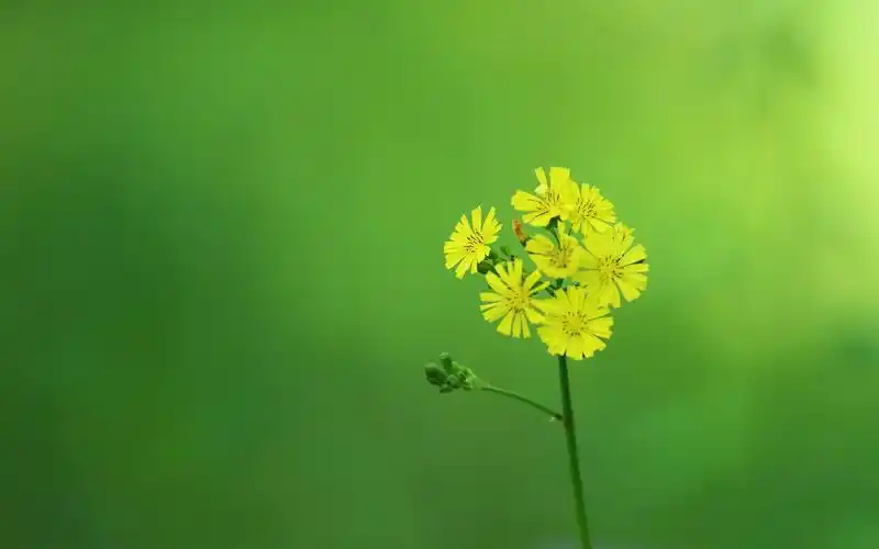 黄色小花,花序,茎,绿色背景