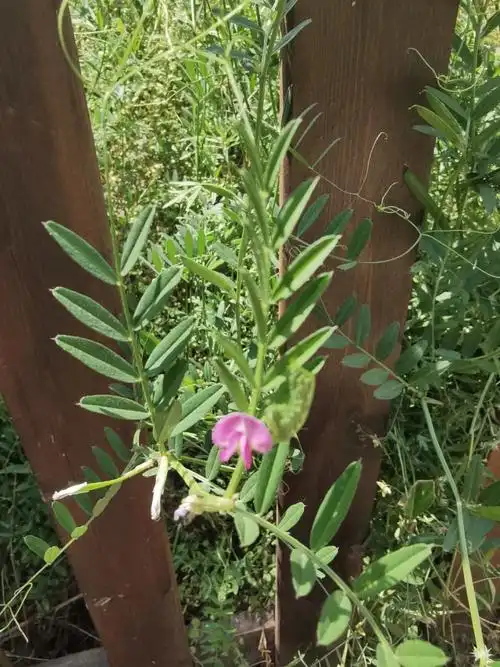 路边很多这种紫色的花,其实是野豌豆,古人称它为"薇"采薇采薇,薇亦作