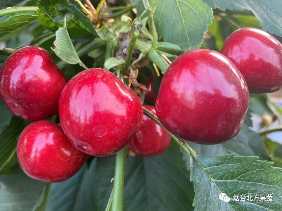 北方果蔬大樱桃新优品种之新星