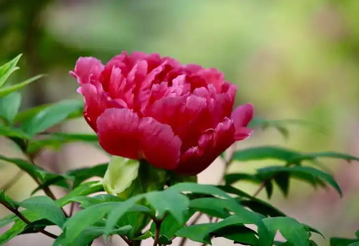 四月牡丹真国色,花开时节动京城. - 美篇