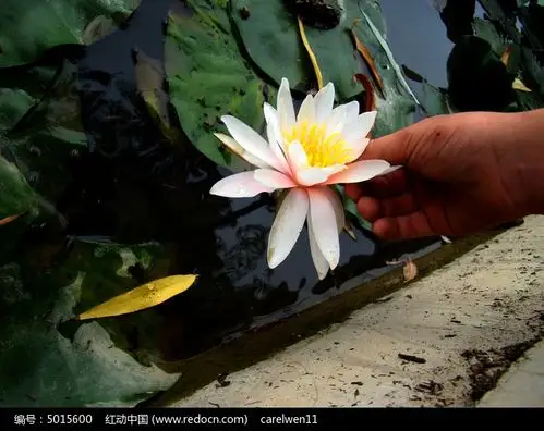 用手托起来的荷花