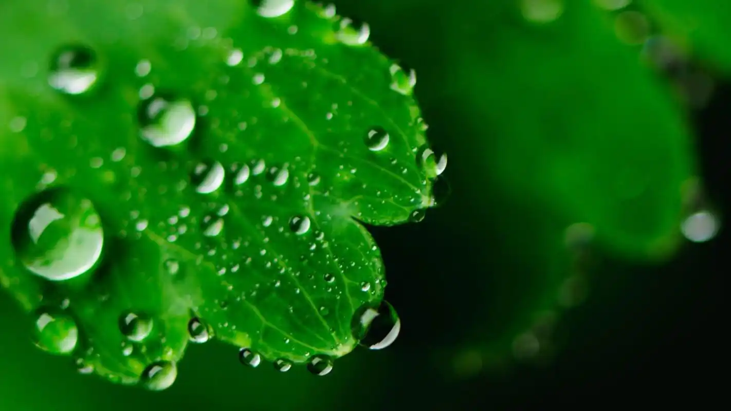 首页 桌面壁纸 清新植物绿叶特写图片高清壁纸上一张下一张查看原图