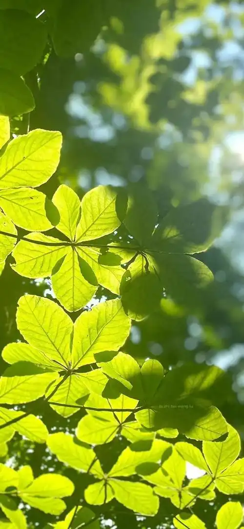 对眼睛好的绿色壁纸_网易订阅