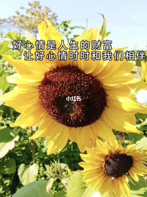 给别人一份好心情,让生活对着我们微笑,好心情是人生的财富#早安心语