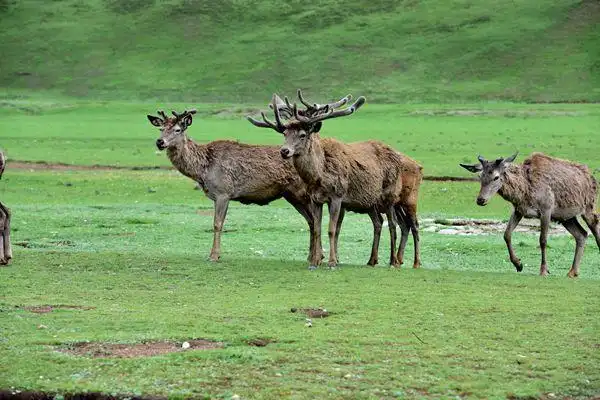西藏类乌齐马鹿国家级自然保护区见闻|野生动物|森林_网易订阅