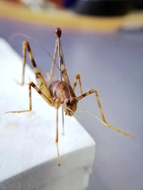 灶马,灶马蟋,突灶螽,驼螽,名字挺多,但像它自己悄悄来悄悄去,很少留下