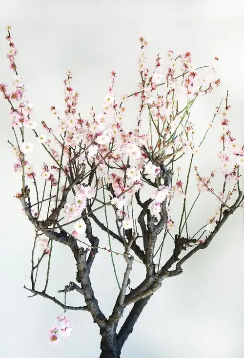 【转载】梅花盛开元宵节快乐 - 好大一棵树的日志 - 网易博客