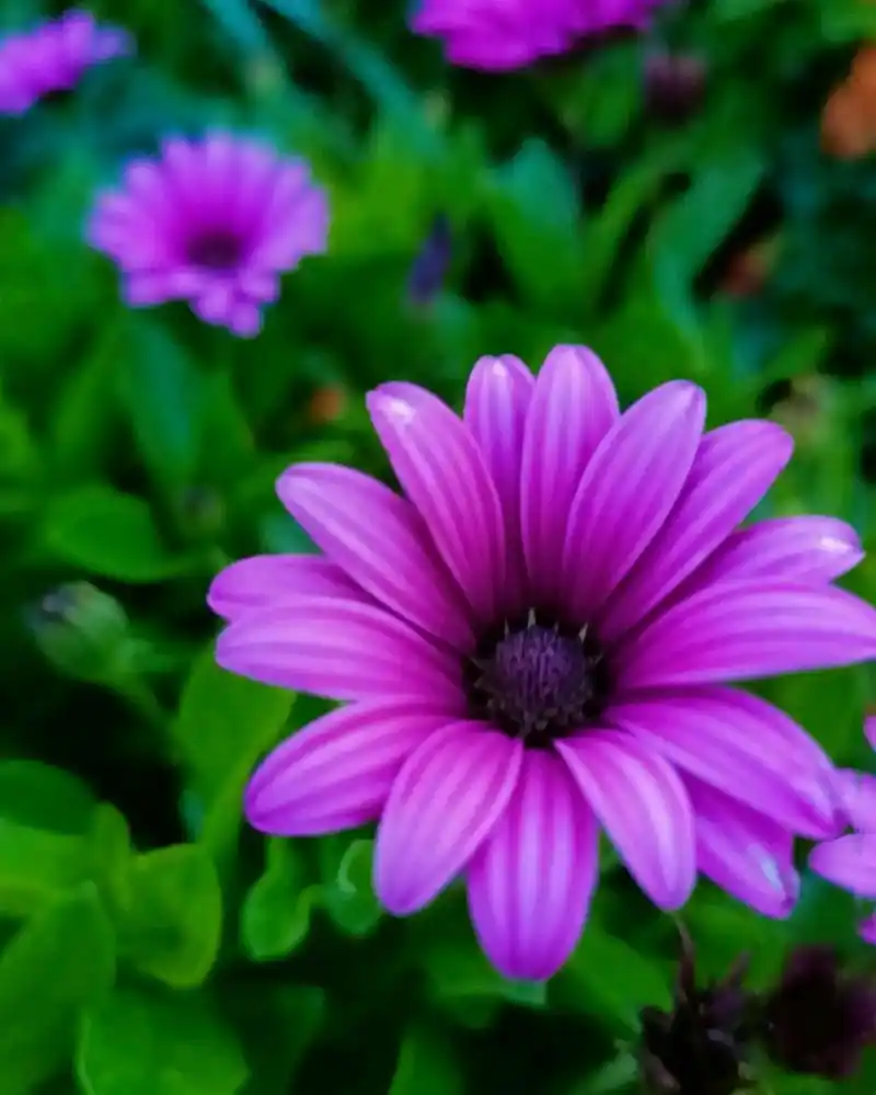 颜值时尚漂亮好看的花你认识几朵