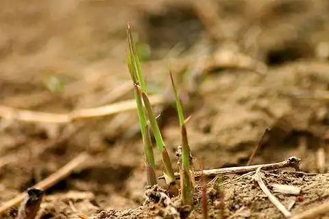 青草地衔一粒希望迎着你飞去
