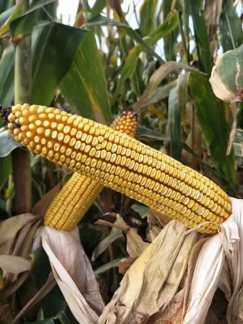 最新审定高产,矮杆玉米品种介绍