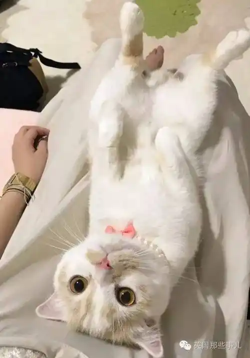 这只撒娇卖萌力max的喵.就这么心甘情愿给它当猫奴,毫无抵抗力!