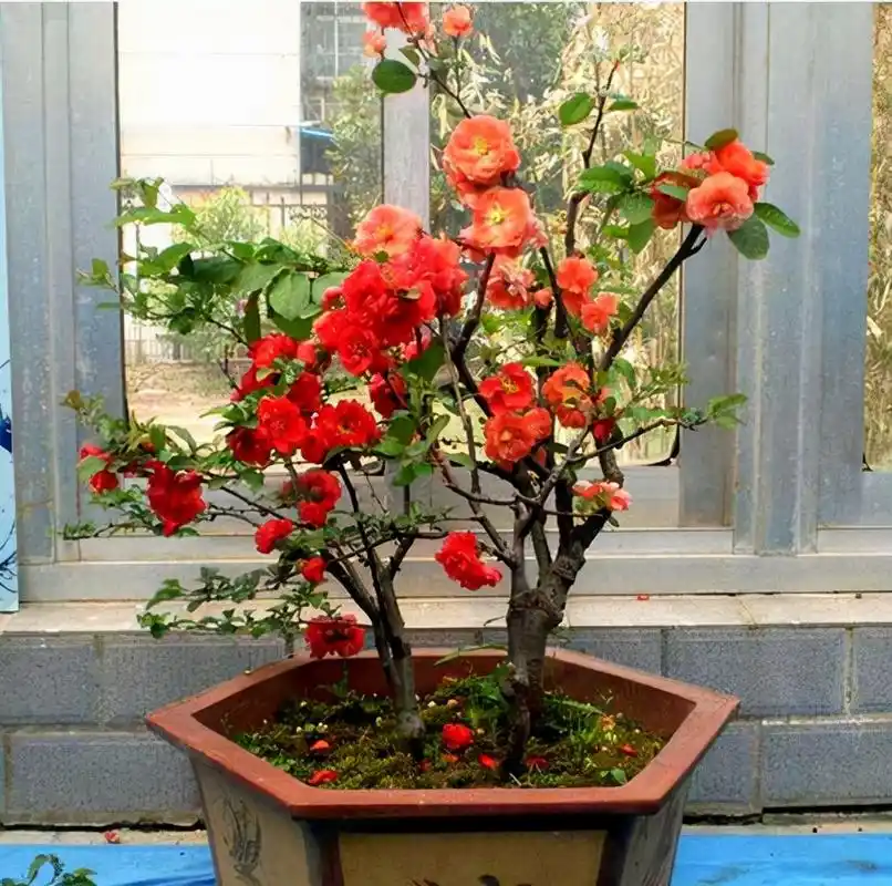 6种吉祥树,都有长寿命,高档寓意好,适合养在家里