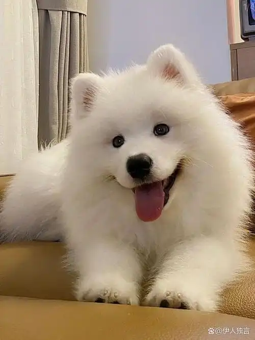 世界上最萌的10种狗狗,你知道的有几种呢?