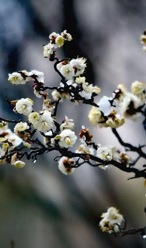 其它 傲雪寒梅 写美篇 傲雪寒梅独自开,  唯有伊人踏香来.
