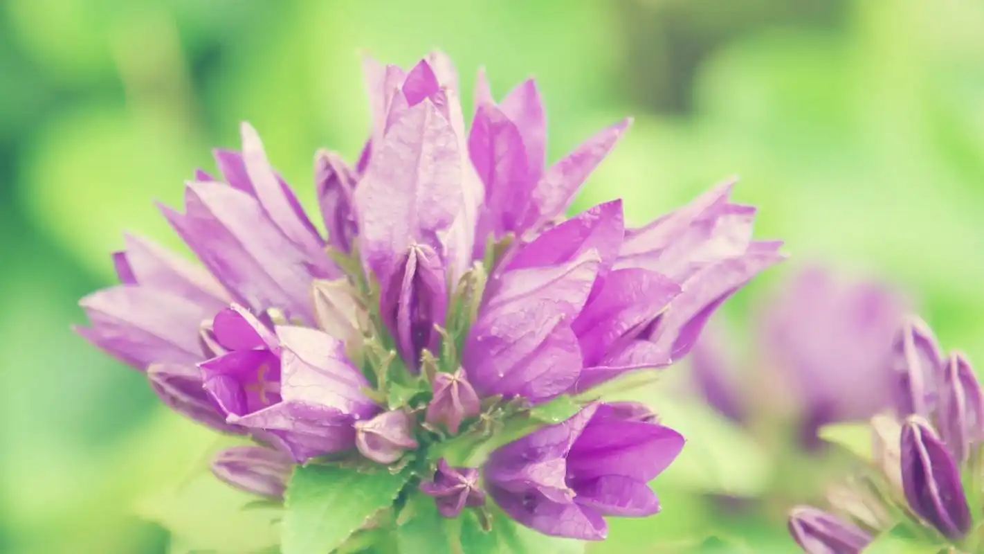 清新养眼的唯美花卉图片桌面壁纸高清