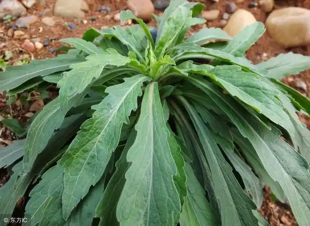 飞蓬|农民|花序_新浪新闻