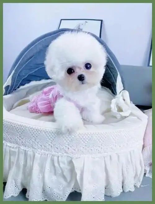 茶杯比熊犬多少钱一只