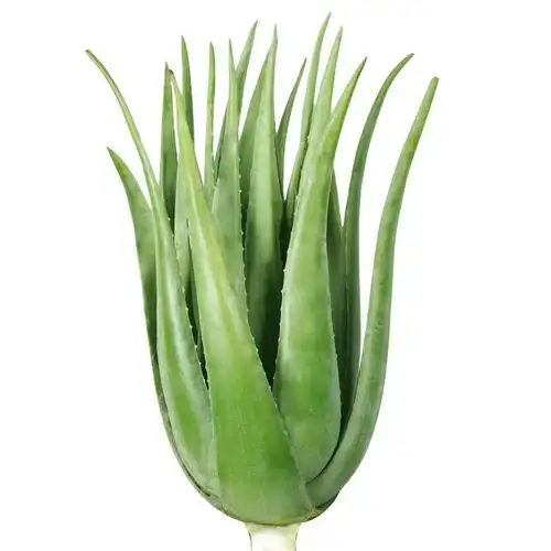 美国库拉索芦荟30斤美容院芦荟灌肤专用室内美容芦荟盆栽芦荟植物