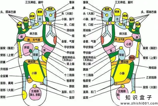 脚底疼痛部位图解,教你如何判断自己的身体情况