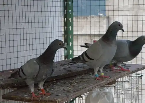 为什么要让种鸽进行杂交配对?_鸽子_优势_办法