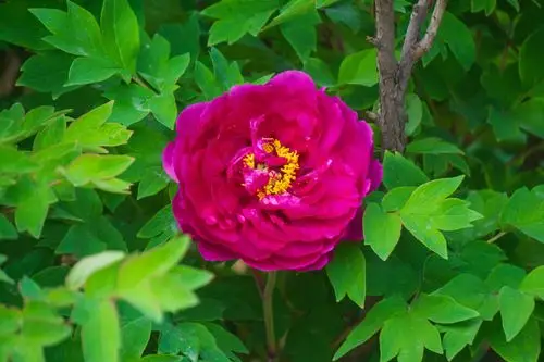 济南泉城公园牡丹花开正艳,富贵满园等你来赏花