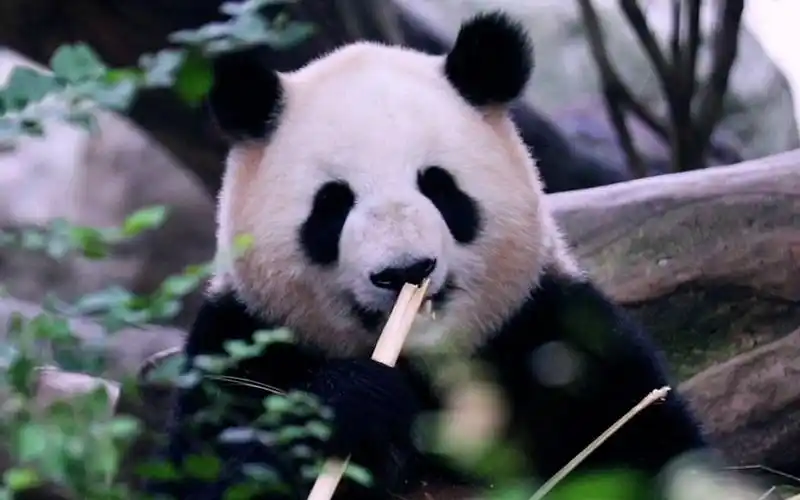 草丛里的大圆脸淼淼22夏