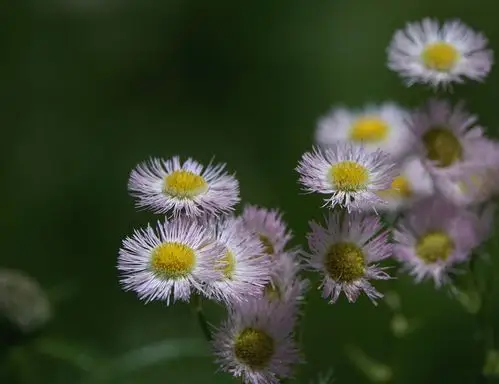 (13)飞蓬:菊科飞蓬属 紫粉色的花具有一定的观赏性.