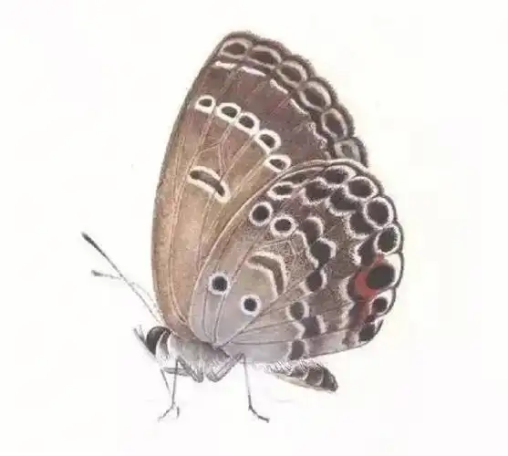 工笔画步骤分享工笔蝴蝶的染色方法三