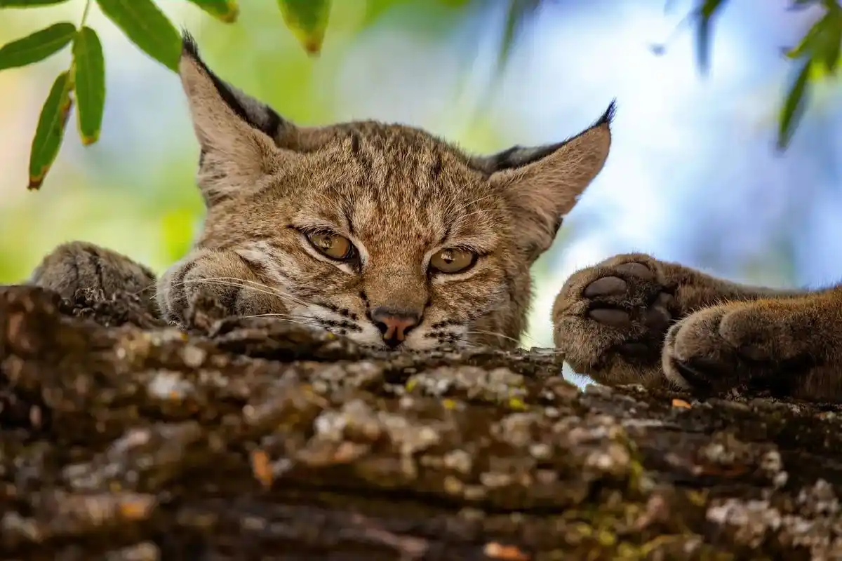 动物世界#万物可爱 #4k壁纸手机超清 - 抖音